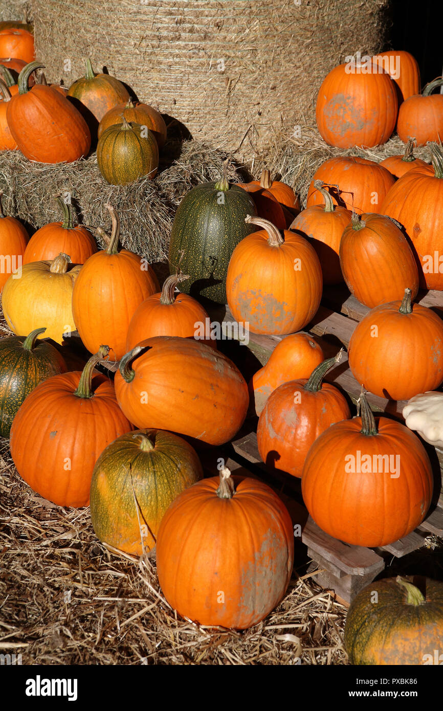 Champ de citrouilles Banque D'Images