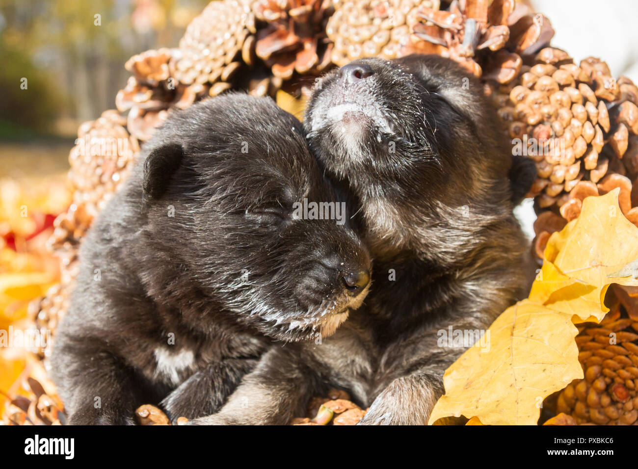 Peu de nouveau-né noir chien pooch chiots dans un panier de cônes Photo  Stock - Alamy