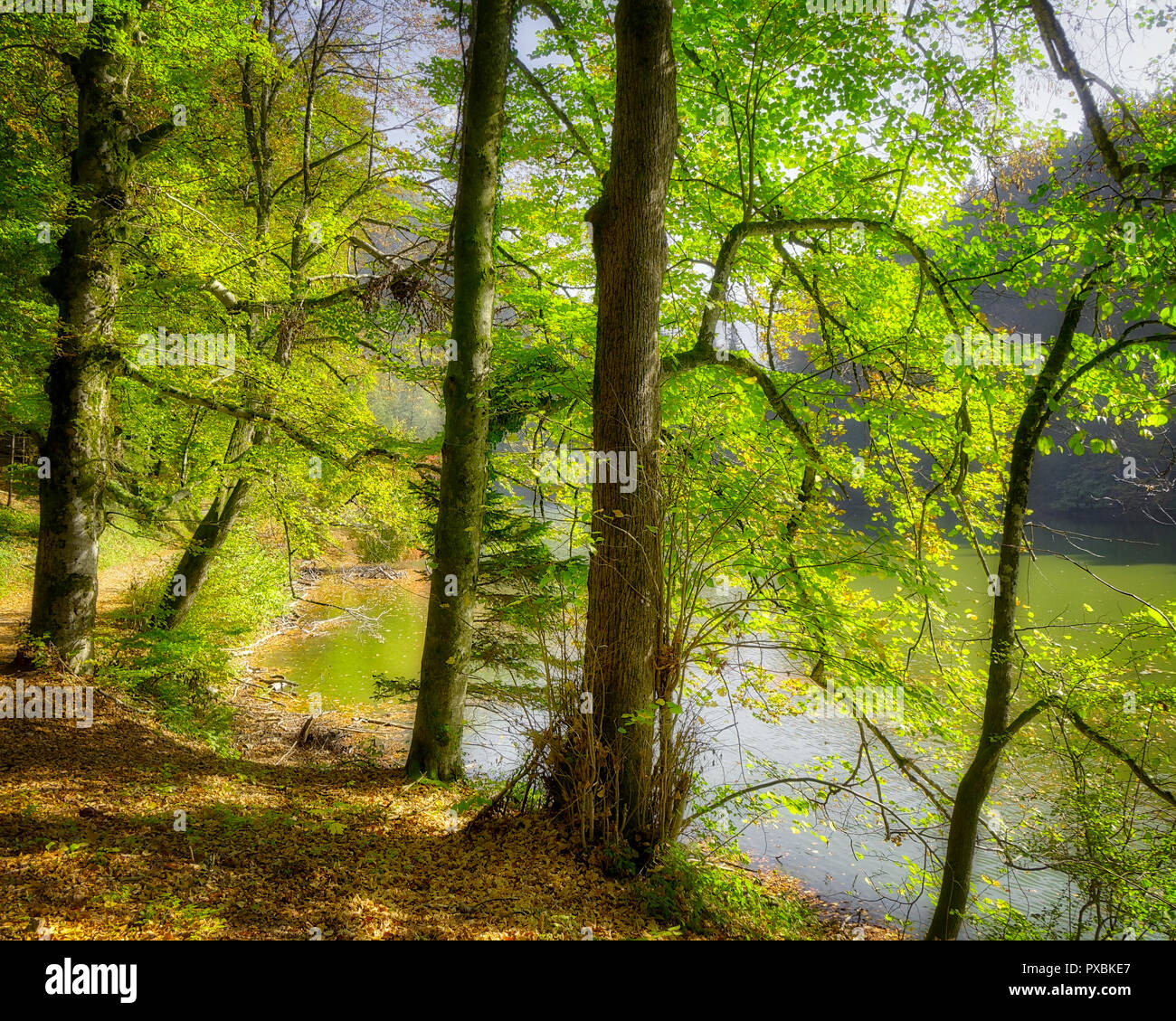 DE - La Bavière : Woods le long de l'Schlossweiher près de Lenggries (image HDR) Banque D'Images