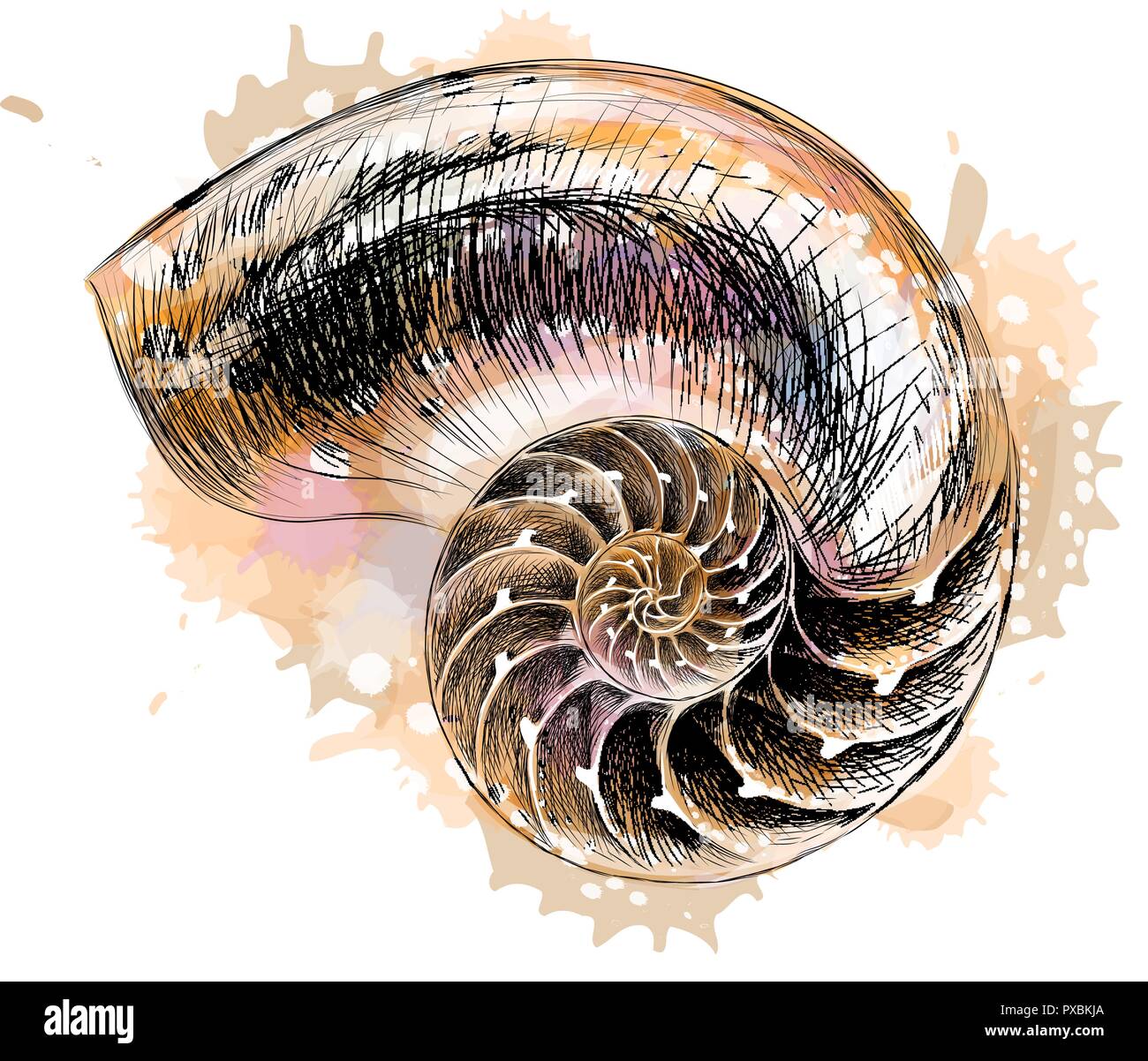 Nautilus shell article isolé sur fond noir Illustration de Vecteur