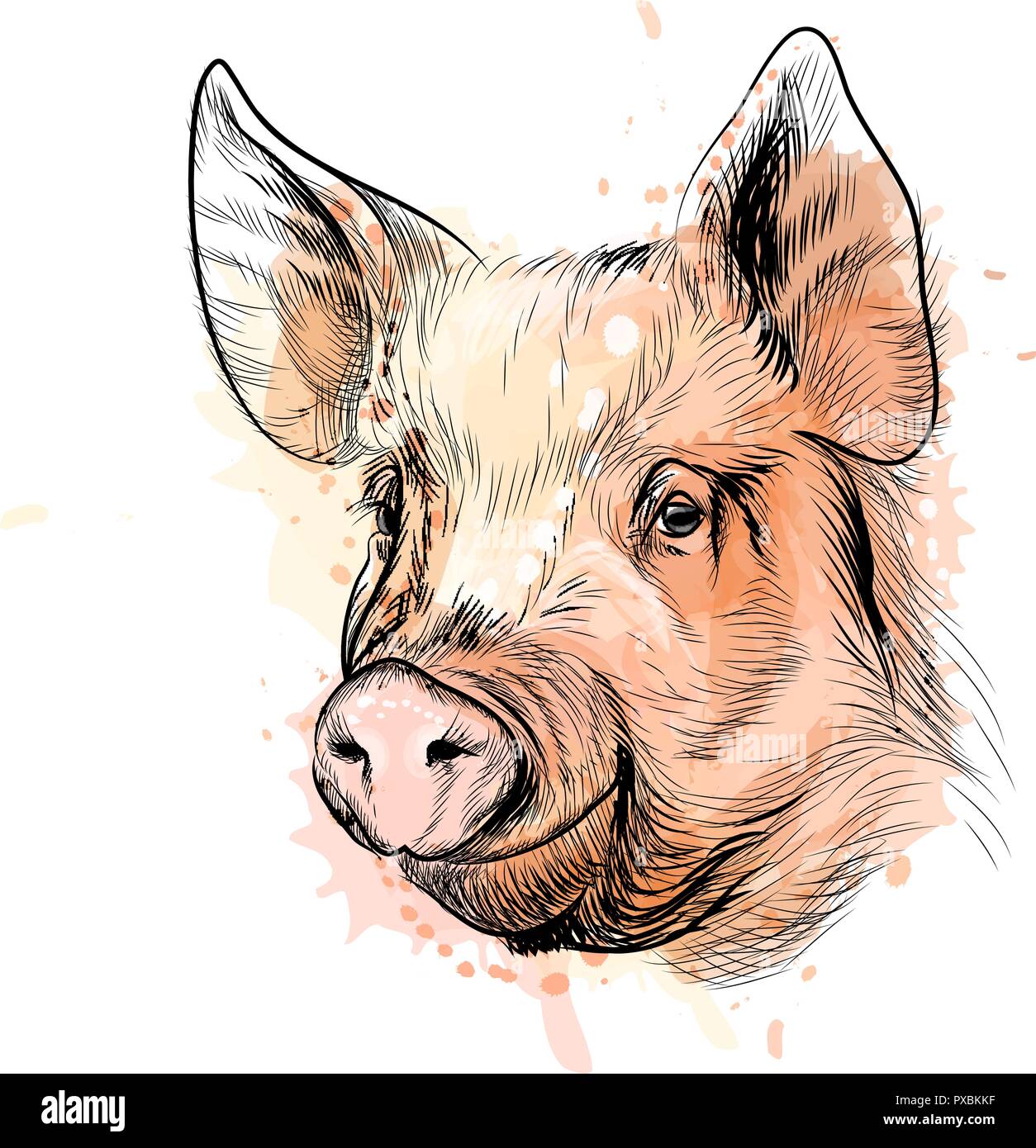 Portrait d'une tête de cochon. Signe du Zodiaque chinois de l'année Cochon Illustration de Vecteur