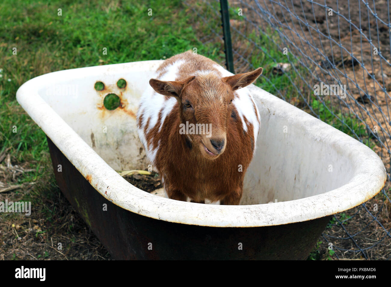 Les chèvres à la ferme et dans la baignoire Banque D'Images