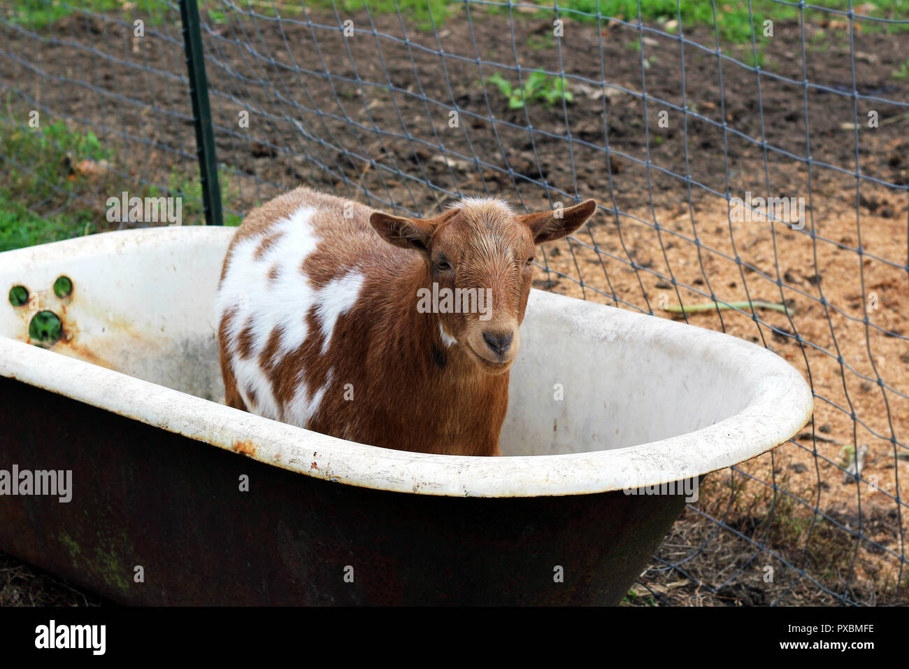 Les chèvres à la ferme et dans la baignoire Banque D'Images