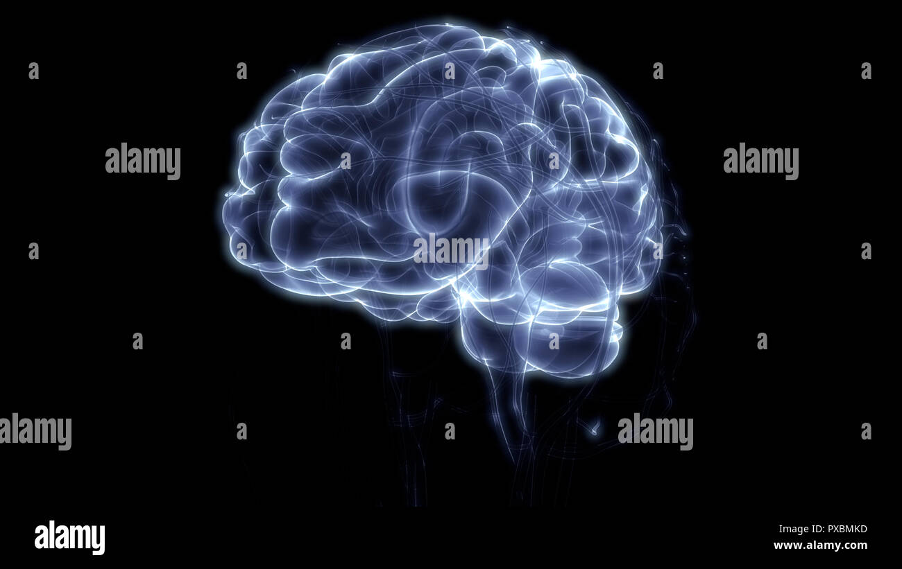L'anatomie du cerveau humain Banque D'Images L'anatomie du cerveau humain Banque D'Images