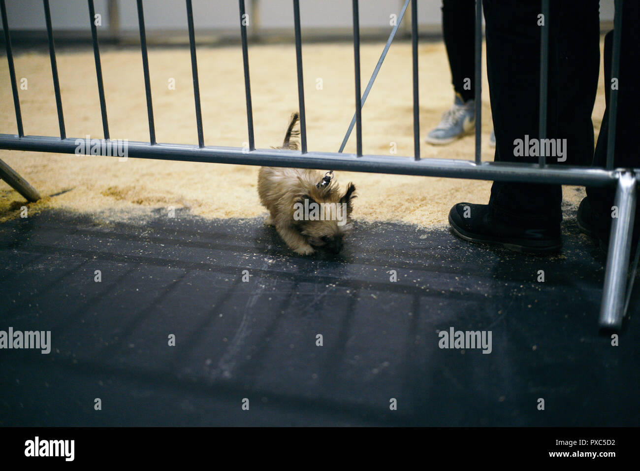 Londres, Royaume-Uni. 21 octobre, 2018. Découvrez les chiens 2018, le plus grand événement de chiens de Londres a eu lieu cette année au centre Excel. Avec plus de 200 races à l'honneur, et plus de 3 000 chiens présents le spectacle a été l'hôte de compétitions, Scrufts, étals de reproduction, et les organismes de bienfaisance. © Simon King/ Alamy Live News Banque D'Images