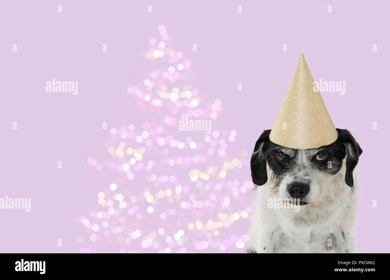 FUNNY DOG célébrer Noël ou Nouvel An avec une partie du chapeau d'or. SHOT ISOLÉ CONTRE FOND VIOLET PASTEL AVEC DEFOCUSED CHRISTMAS TREE LIGH Banque D'Images