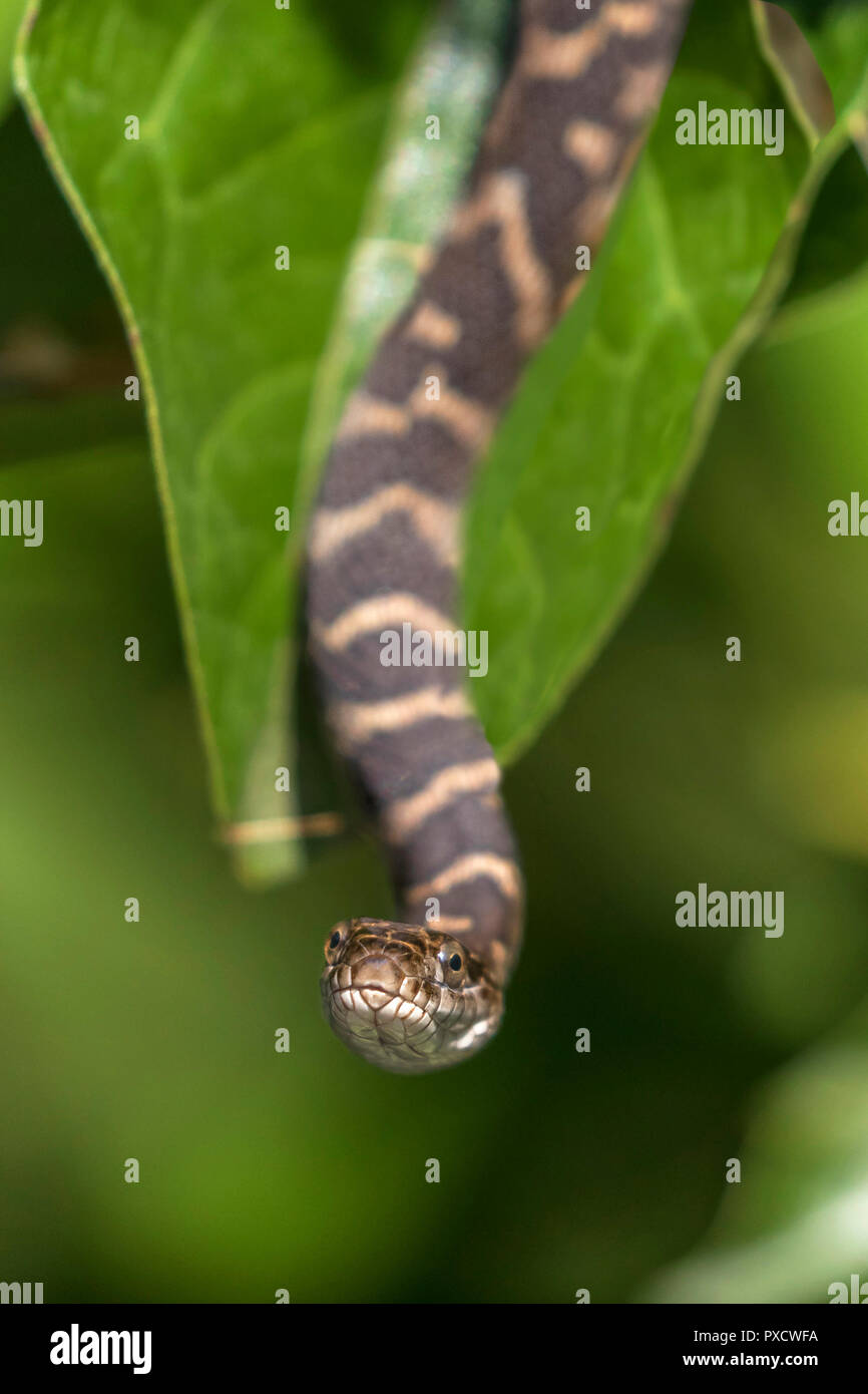 Bébé Couleuvre d'eau (Nerodia sipedon sipedon) suspendu à une branche céphalanthe occidental - Ontario, Canada Banque D'Images