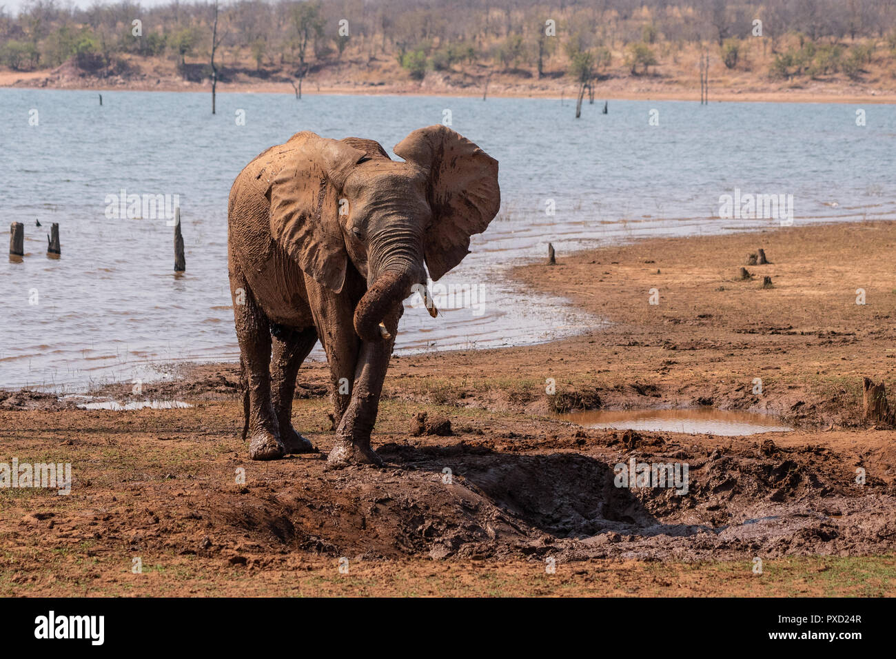 Dans l'éléphant d'un bain de boue du lac Kariba, Zimbabwe Banque D'Images