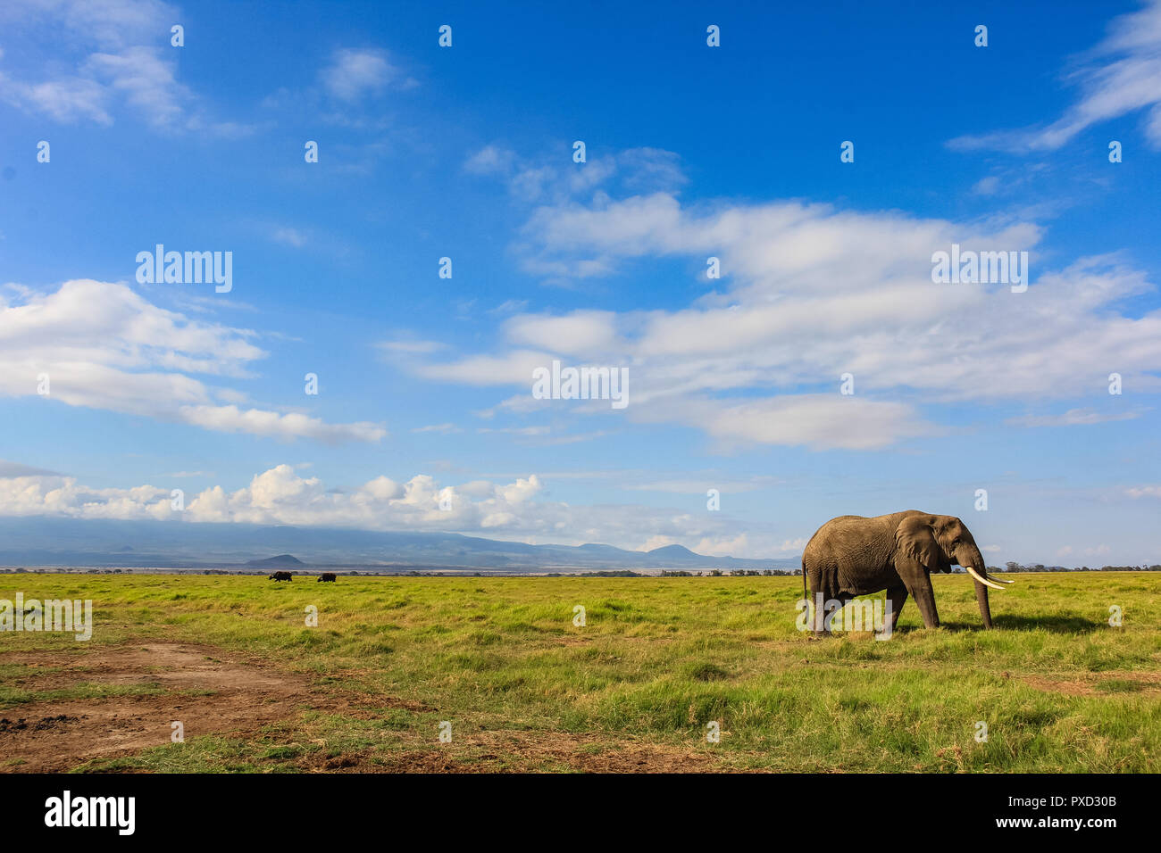 Sur l'éléphant d'Afrique le Masai Mara au Kenya Banque D'Images