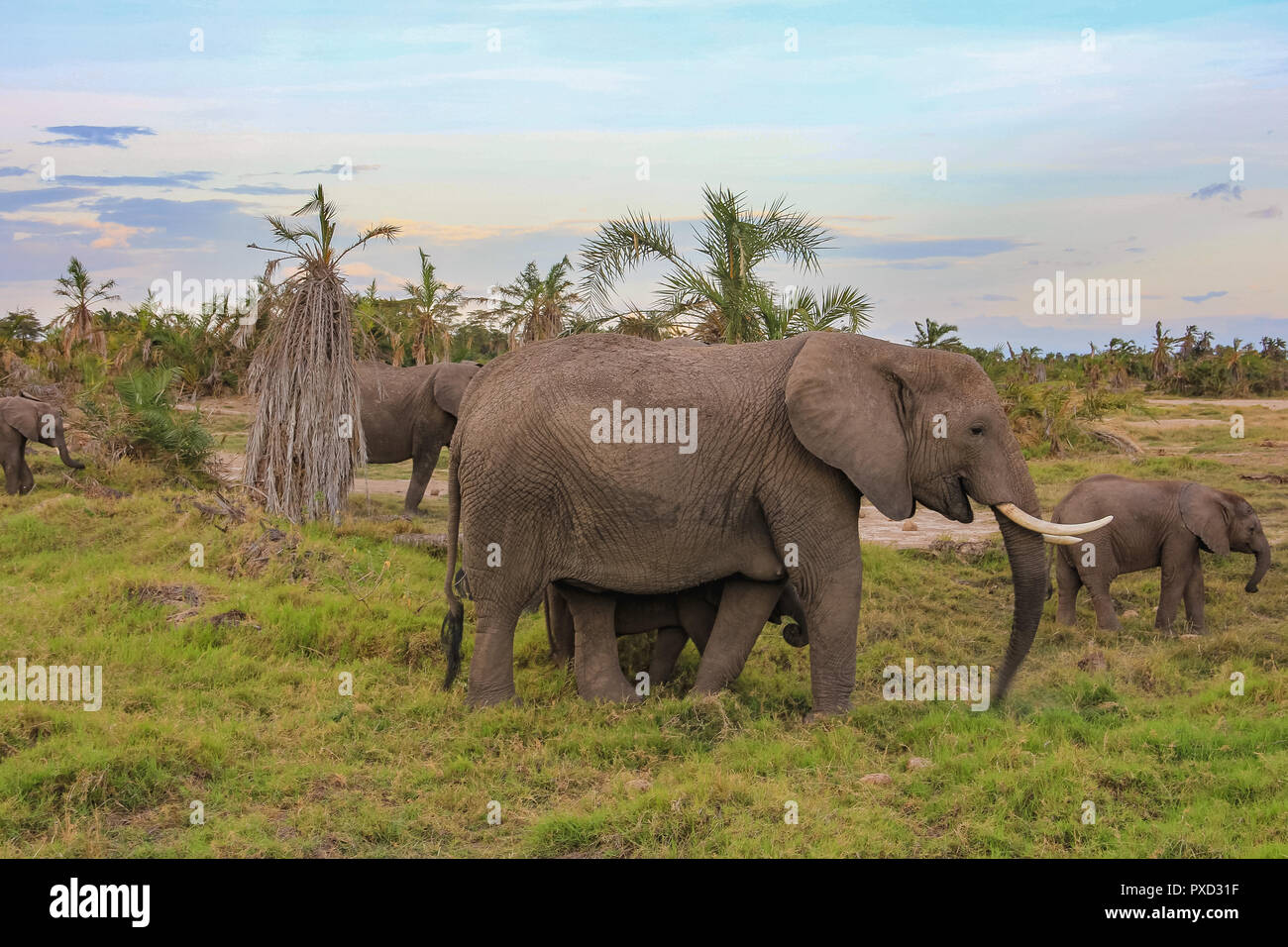 L'éléphant sur le Masai Mara au Kenya Afrique Banque D'Images