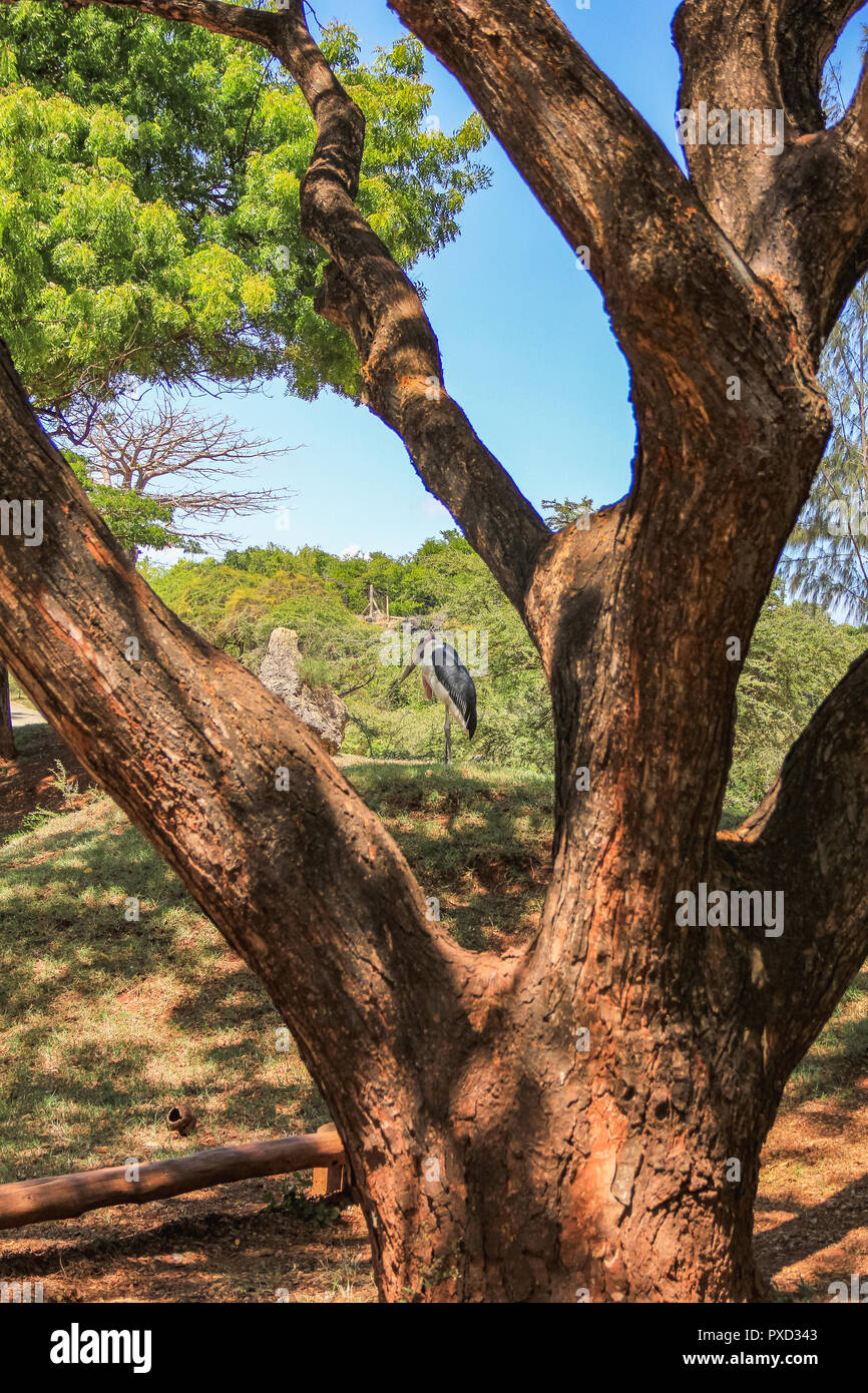 Marabout africain sur le Masai Mara au Kenya Afrique Banque D'Images