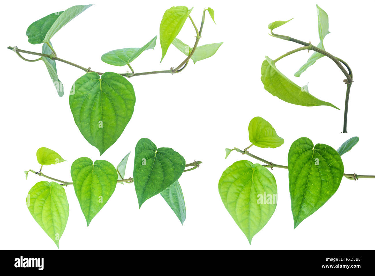 Feuille de bétel vert isolé sur fond blanc avec le chemin de détourage. Banque D'Images