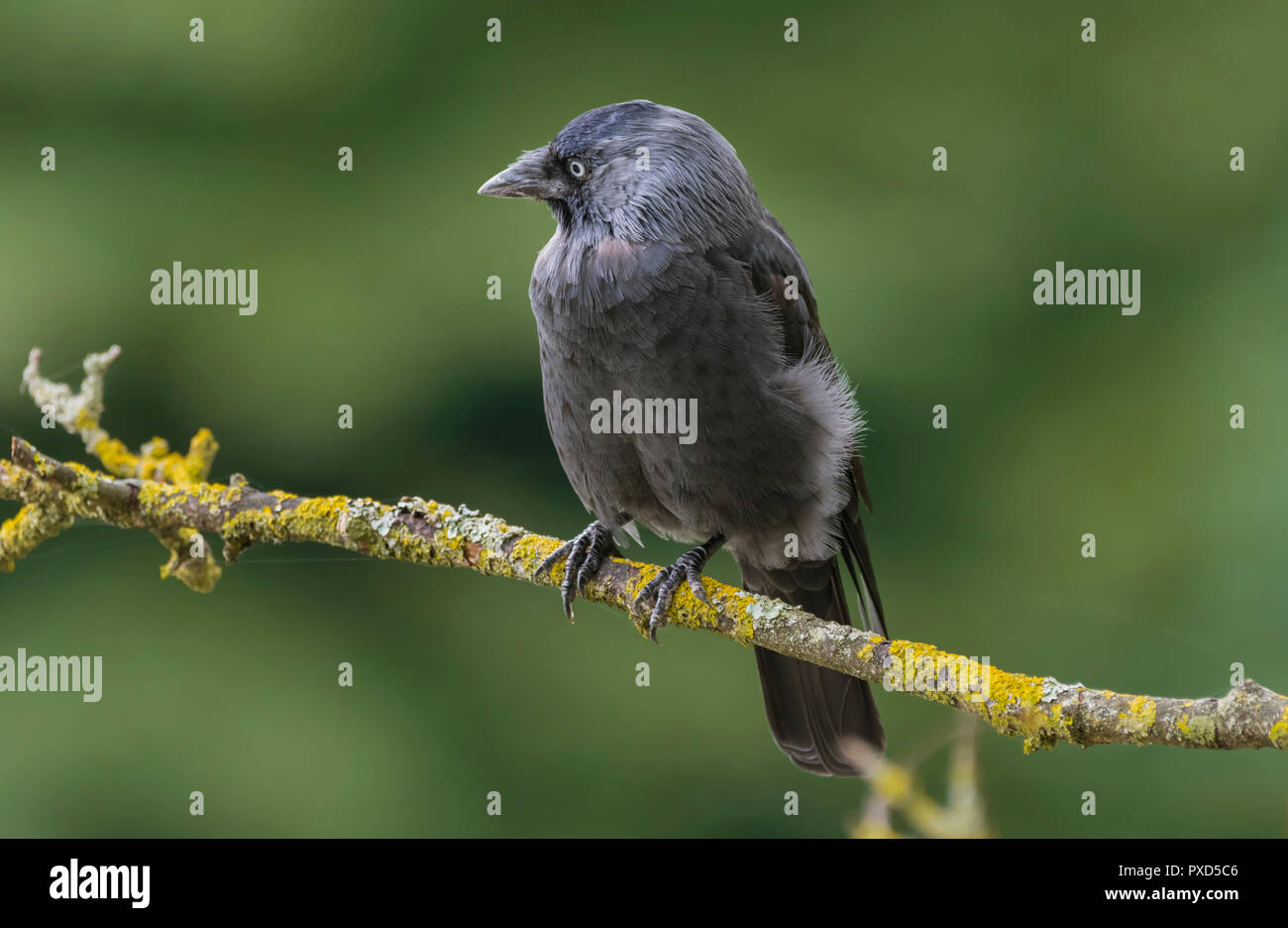 Corvus monedula (Western Jackdaw, Eurasian Jackdaw Choucas) européen, perché sur une branche en été dans le West Sussex, Royaume-Uni. Banque D'Images