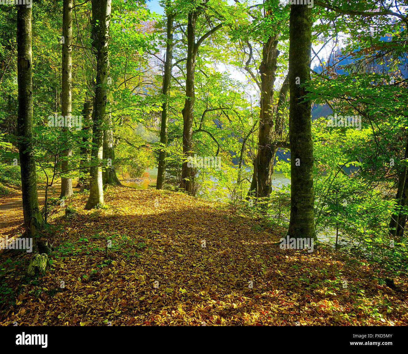 DE - La Bavière : Woods le long de l'Schlossweiher près de Lenggries (image HDR) Banque D'Images