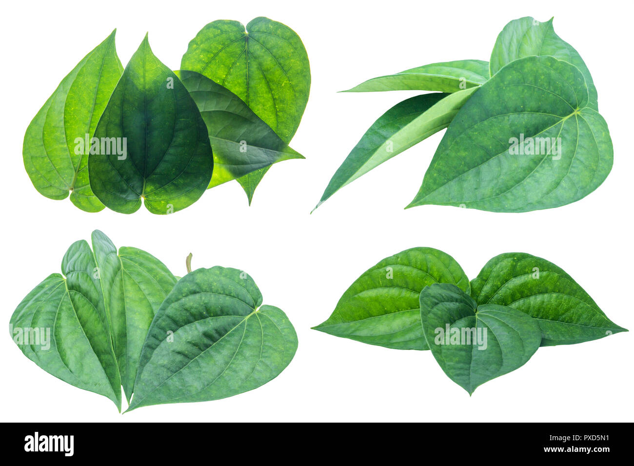 Feuille de bétel vert isolé sur fond blanc avec le chemin de détourage. Banque D'Images