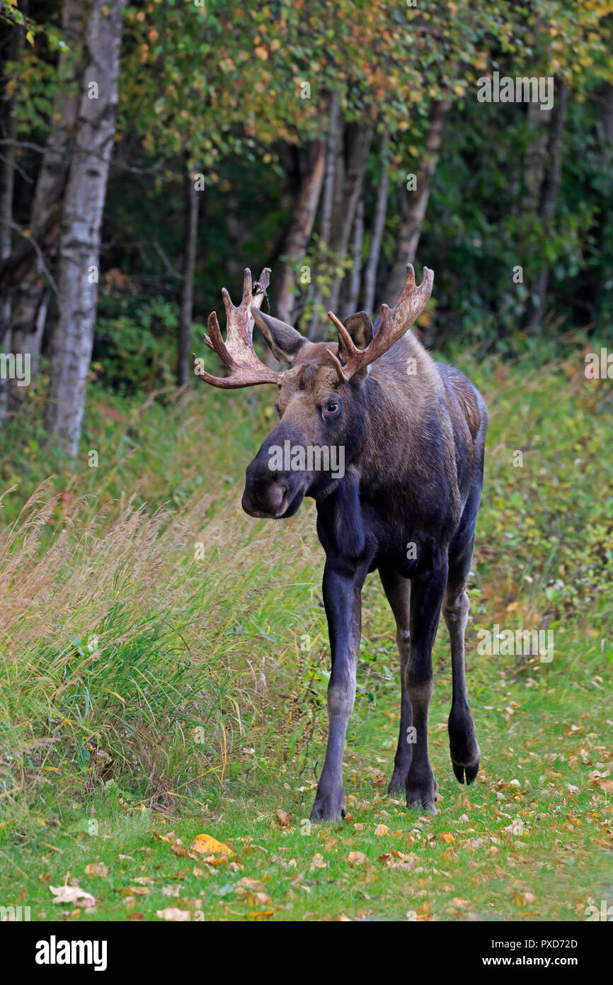 Bull Moose à Kincaid Park Anchorage Alaska Banque D'Images