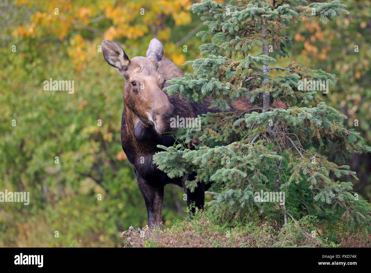 Dans la femelle orignal Parc Kincaid Anchorage Alaska Banque D'Images