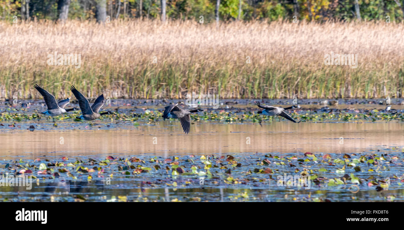 Les Bernaches du Canada volant bas au-dessus de l'eau dans un marais en été. Banque D'Images