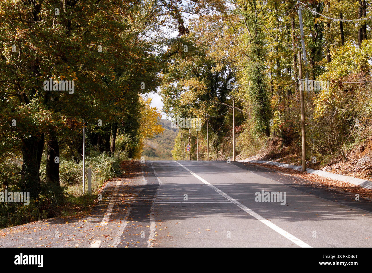 Entre les arbres de la route Banque D'Images