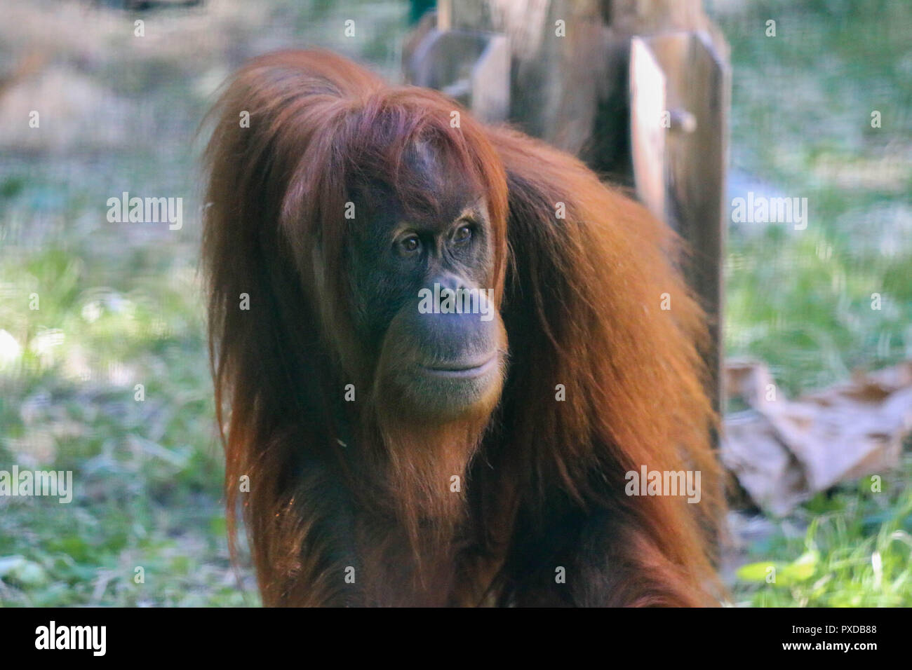 L'orang-outan adultes à la recherche de la distance au Zoo de Budapest, Hongrie Banque D'Images