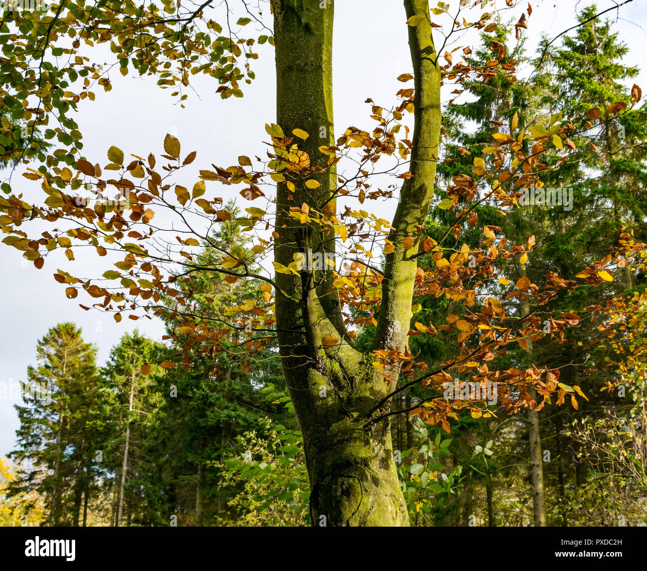 Bouleau argenté d'automne dans le bois Butterdean, Woodland Trust, East Lothian, Ecosse, Royaume-Uni Banque D'Images