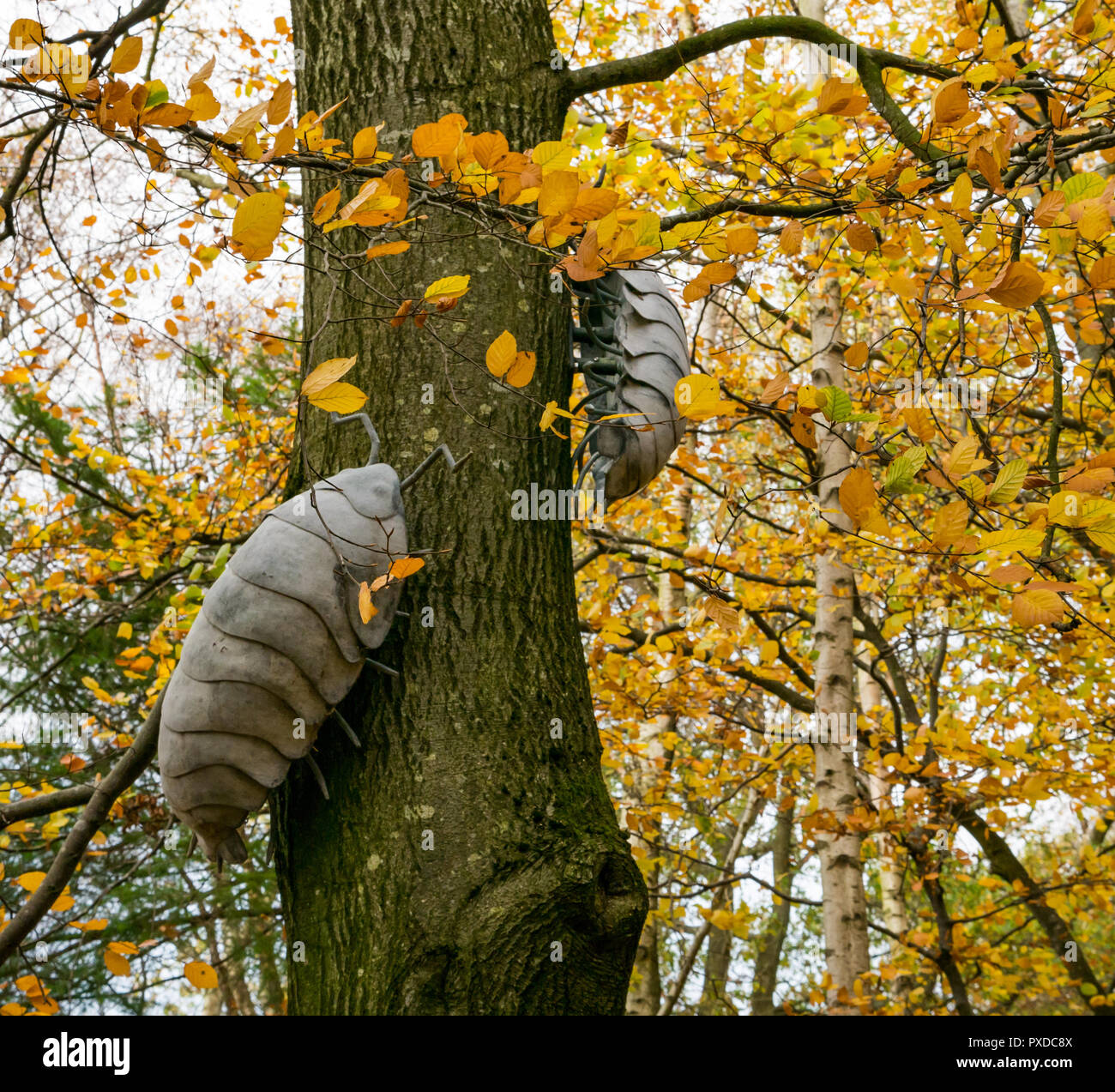 Sculpture sur l'arbre d'automne cloportes, Butterdean, bois Woodland Trust, East Lothian, Scotland, UK Banque D'Images