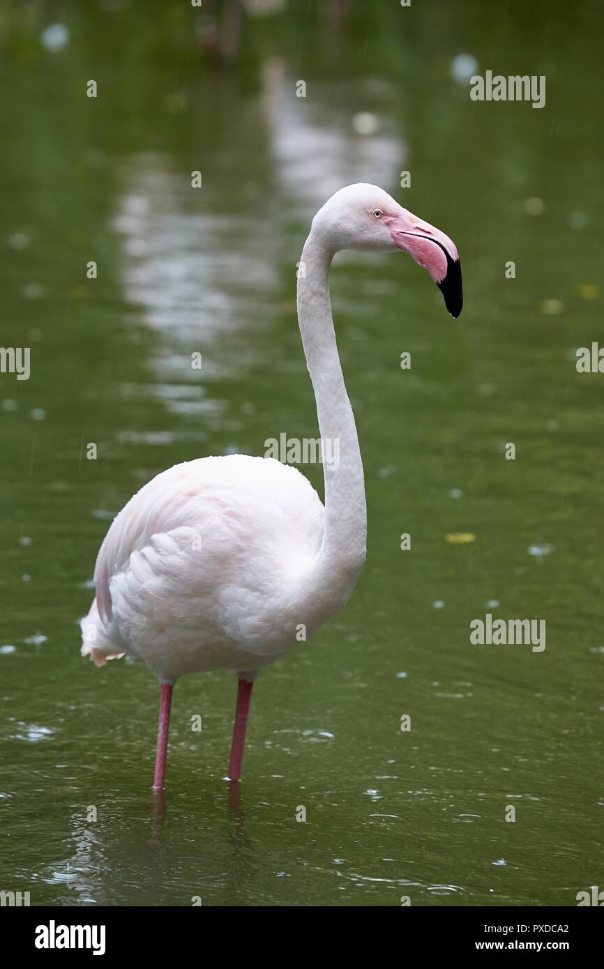Dans l'eau Flamingo Banque D'Images