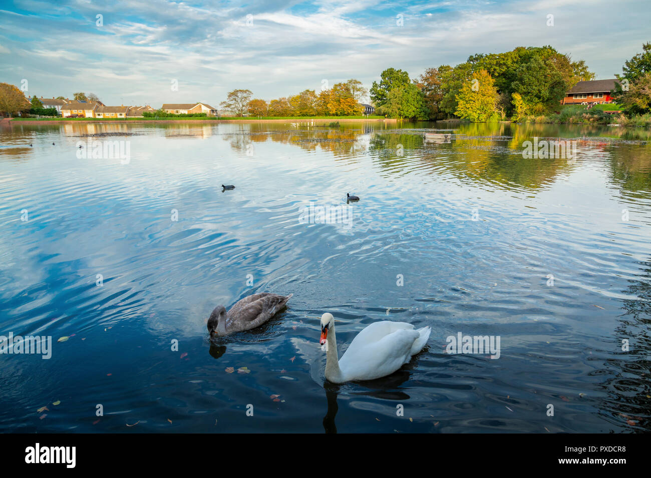 Cygnes sur un lac en espérant qu'il est temps d'alimentation. Banque D'Images