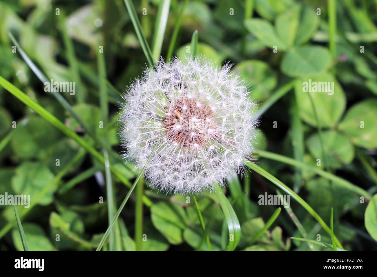 Fleur de pissenlit graines de mauvaises herbes dans le jardin à billes Banque D'Images
