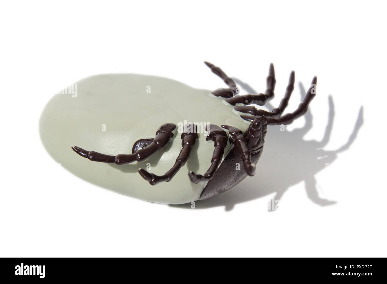 Encéphalite artificielle morte tique sur fond blanc isolé. Banque D'Images