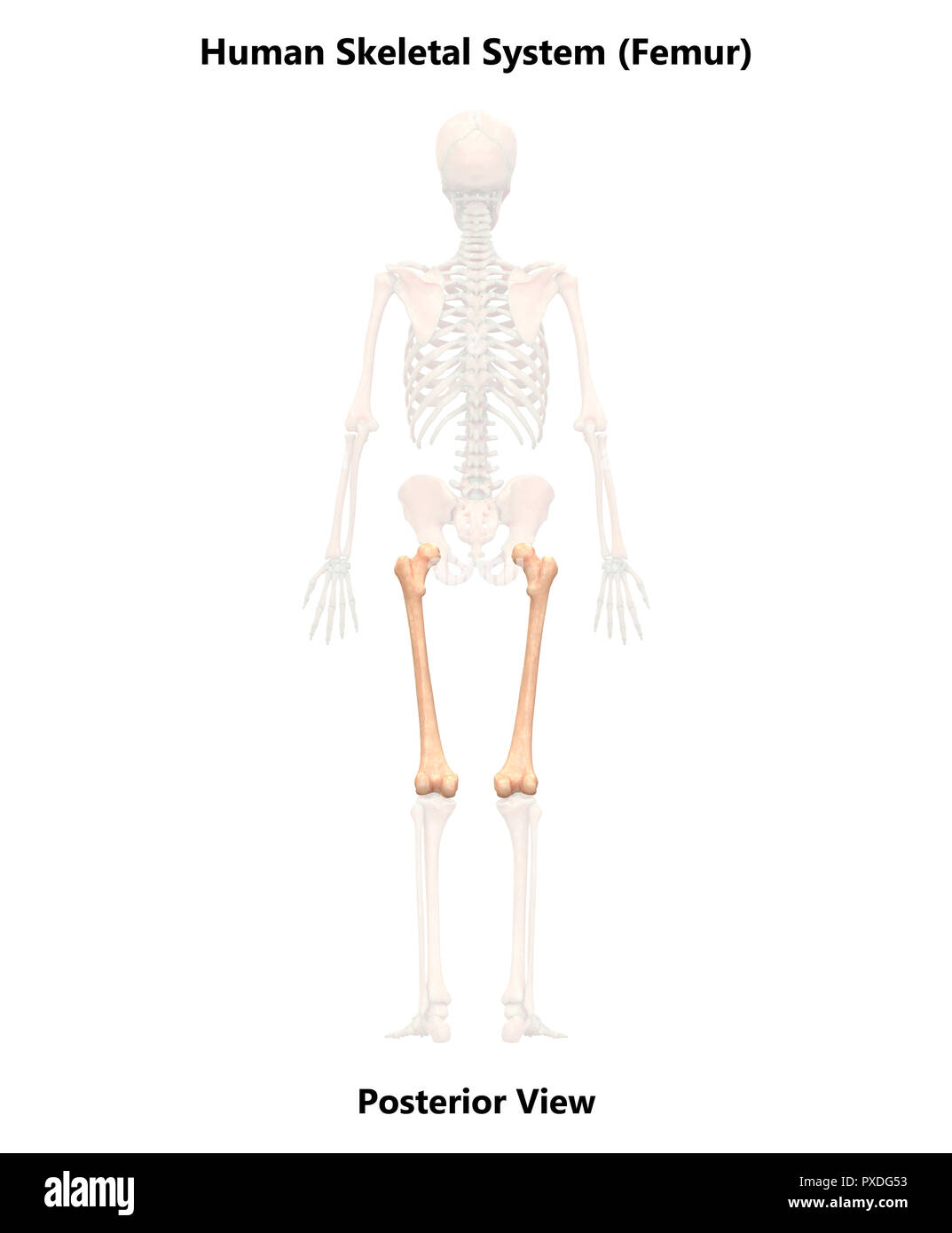 Squelette humain Anatomie du système os vue postérieure Banque D'Images