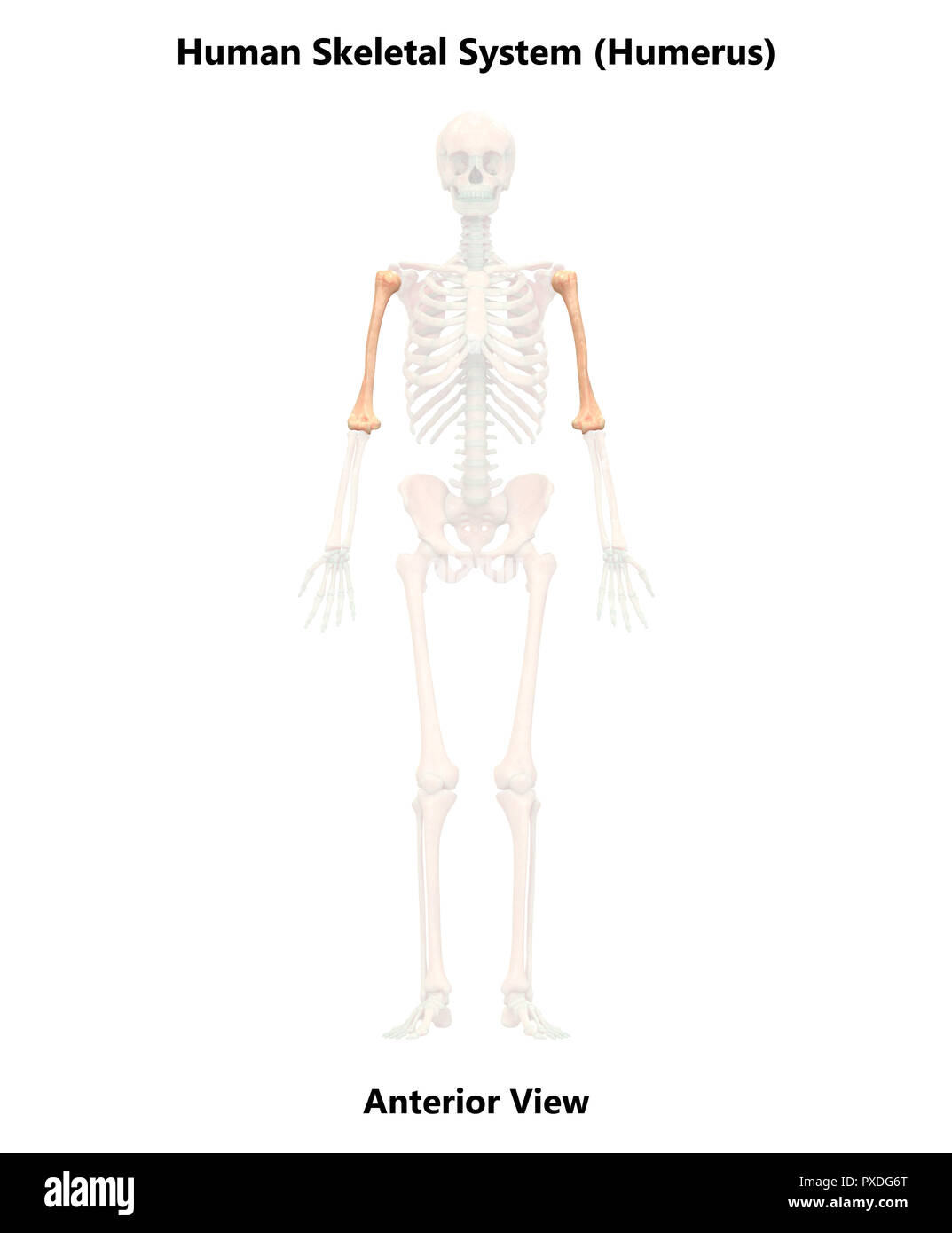 Squelette humain Anatomie du système os vue antérieure Banque D'Images