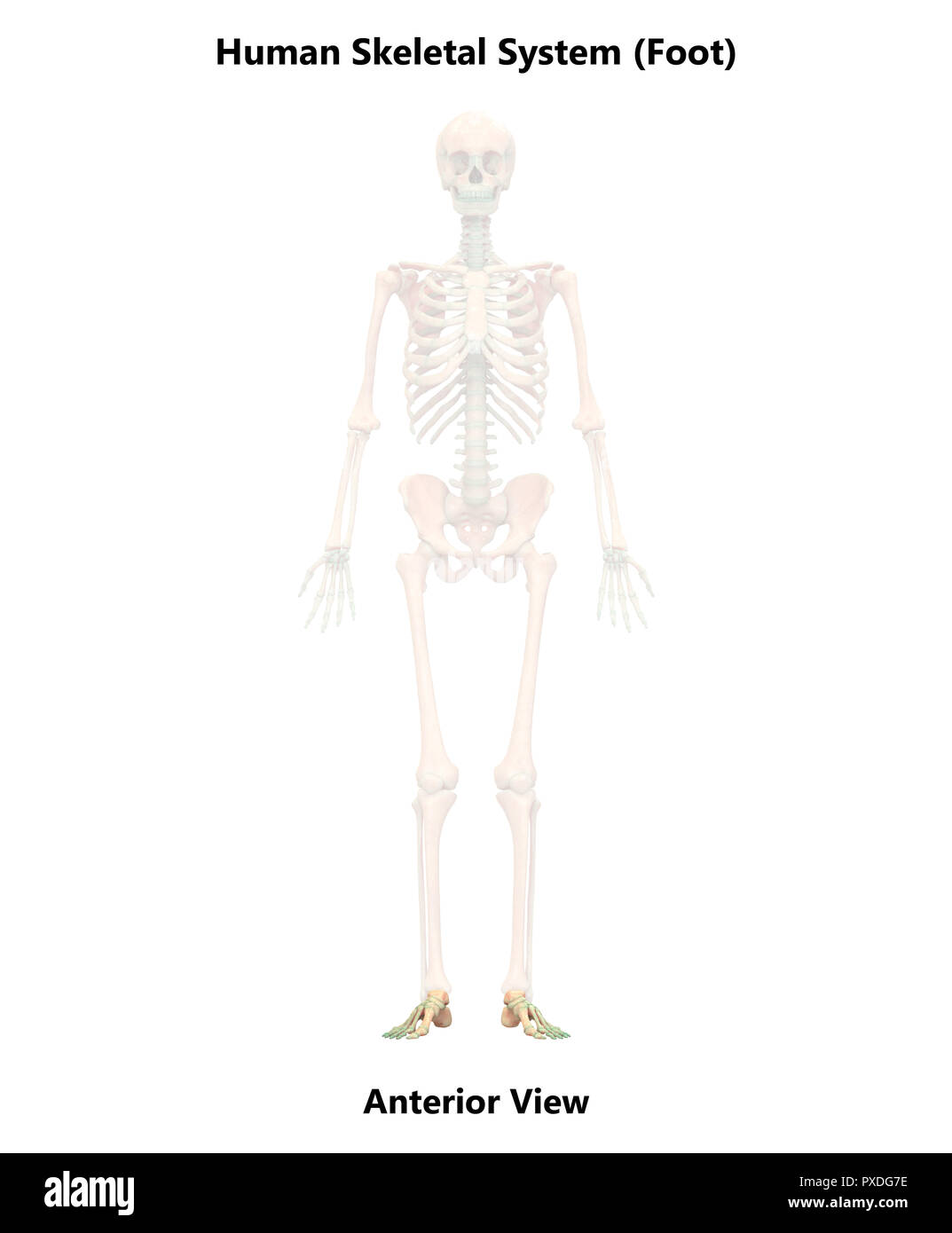 Squelette humain Anatomie du système os vue antérieure Banque D'Images