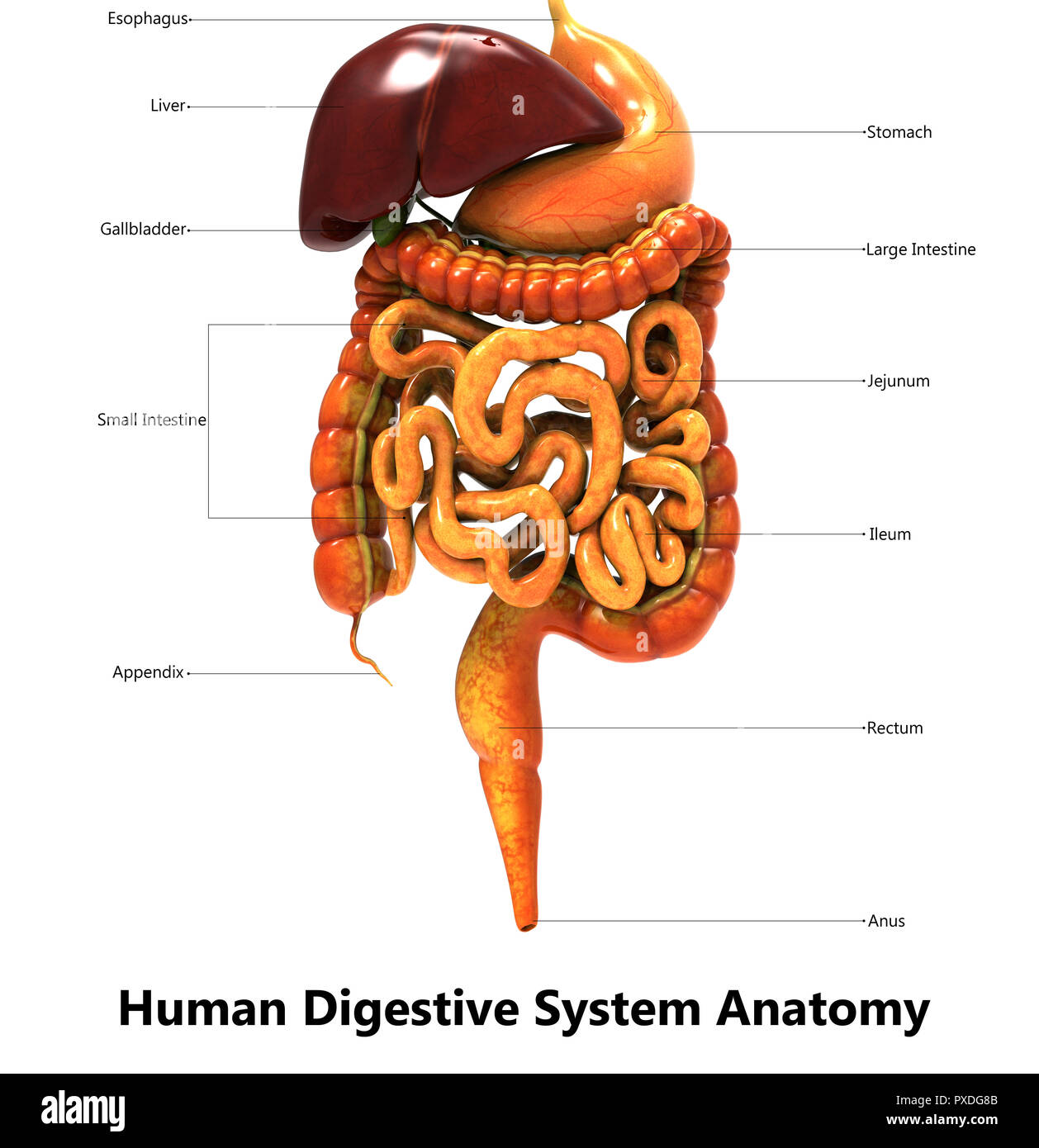 Anatomie du système digestif humain Photo Stock - Alamy