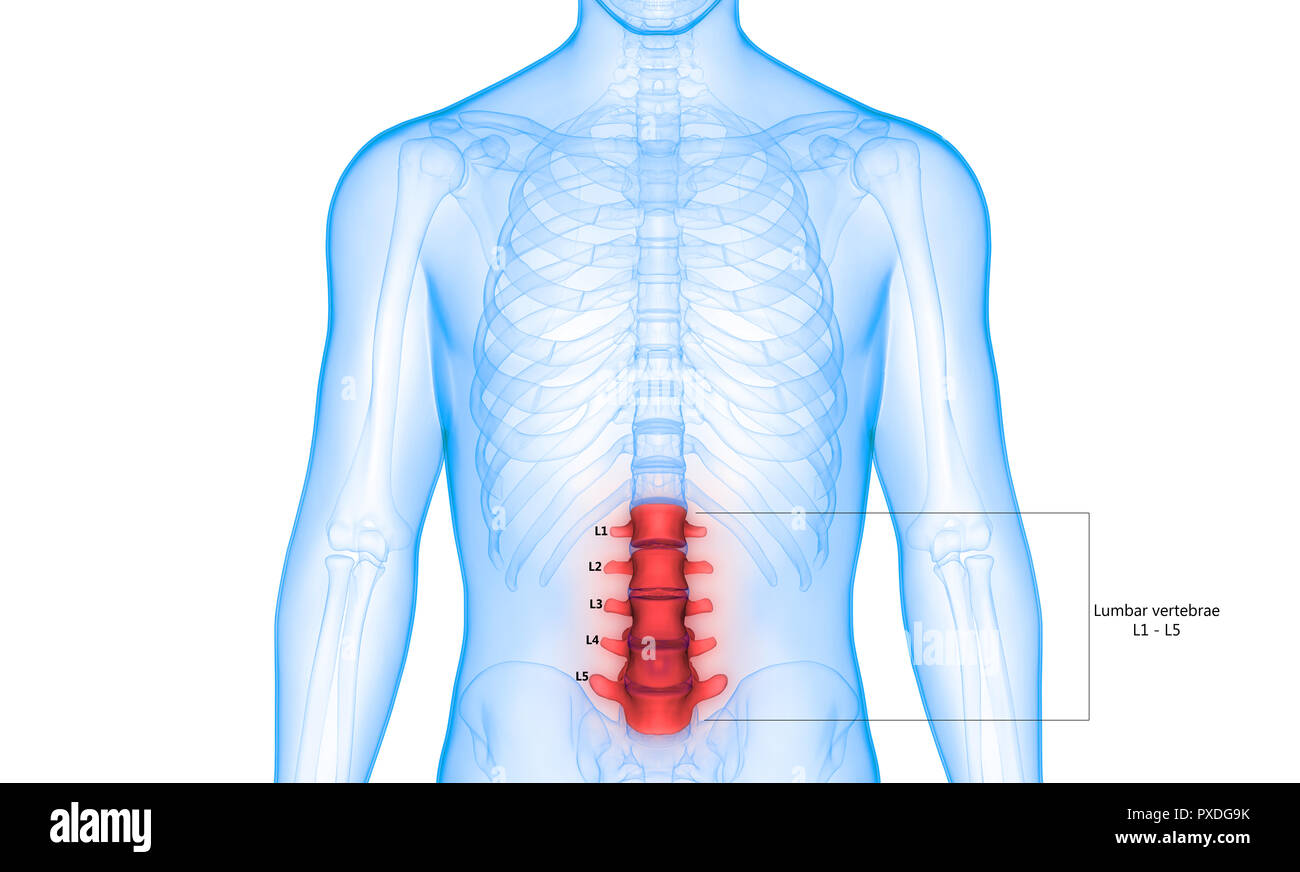 4 me Vert bre Lombaire Rachis Lombaire Anatomie Pathologies 4 me Vert bre Lombaire Rachis Lombaire Anatomie Pathologies