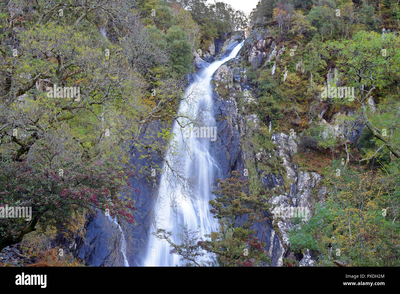 Aber Falls se trouve dans le parc national de Snowdonia où l'Afon Goch plonge dans la gamme Carneddau près du village de Abergwyngregyn. Banque D'Images