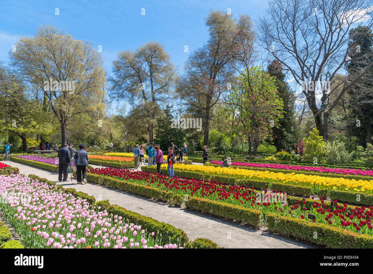 Jardin botanique de Madrid (Real Jardin Botanico), Madrid, Espagne Banque D'Images