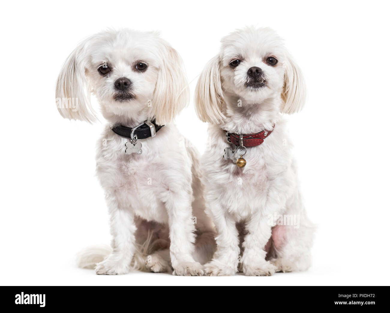 Les chiens maltais, 4 ans, assis à l'arrière-plan blanc Banque D'Images