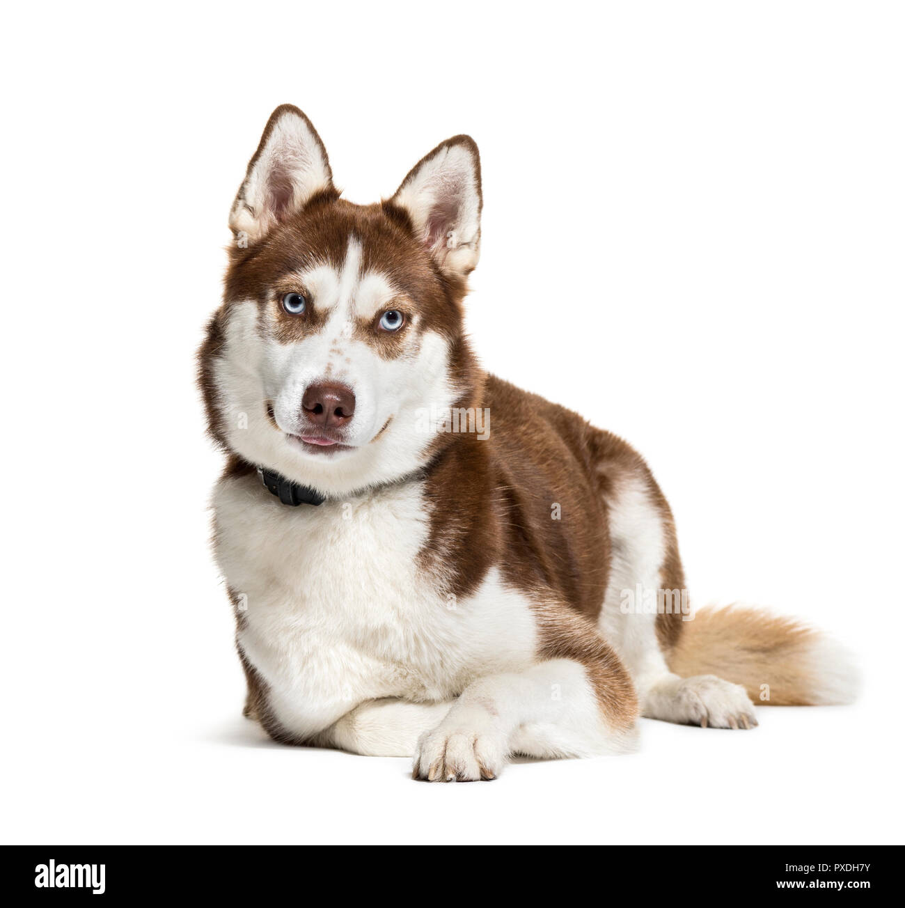 Husky, 2 ans, in front of white background Banque D'Images
