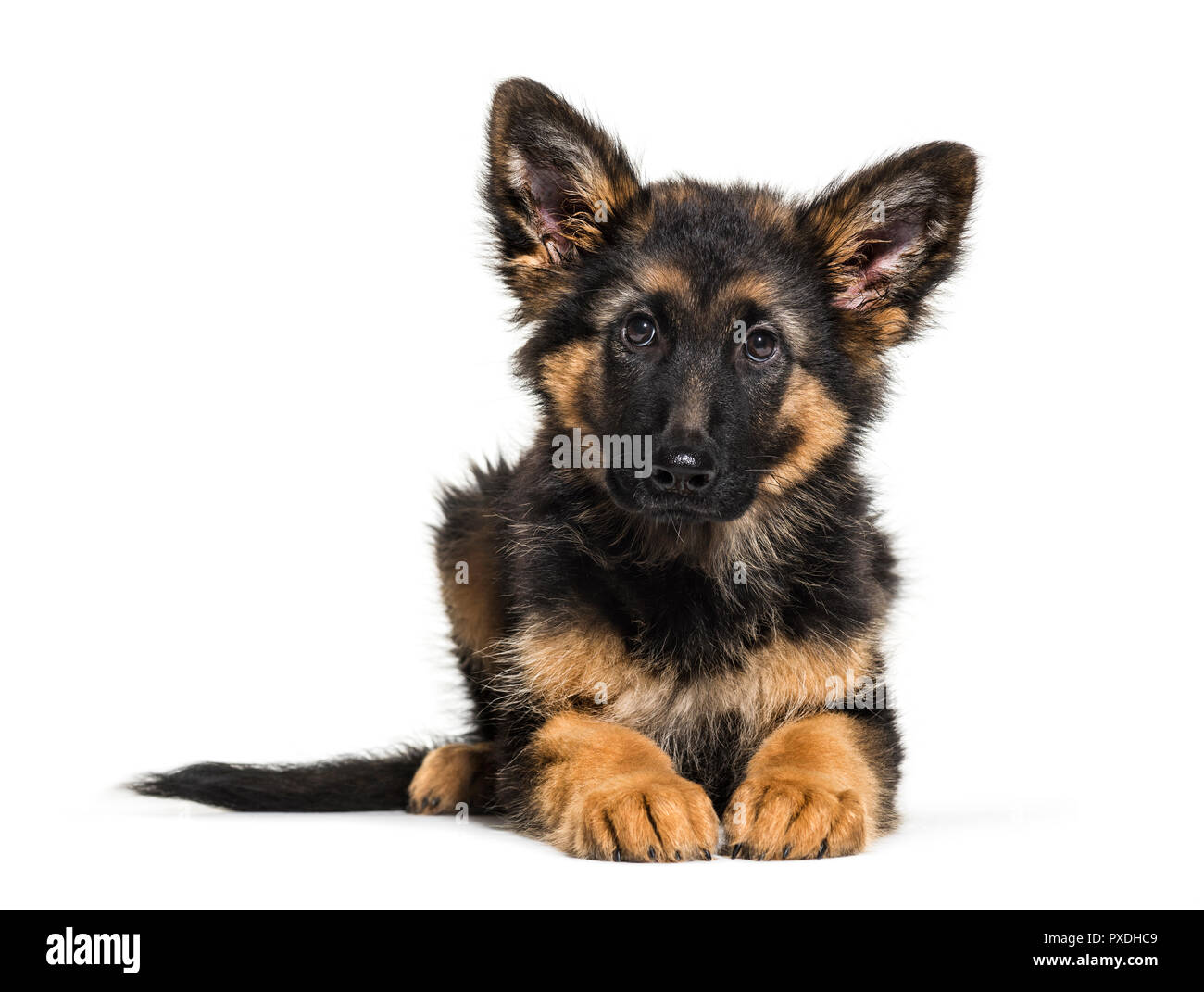 Berger allemand de 3 mois, in front of white background Photo Stock - Alamy
