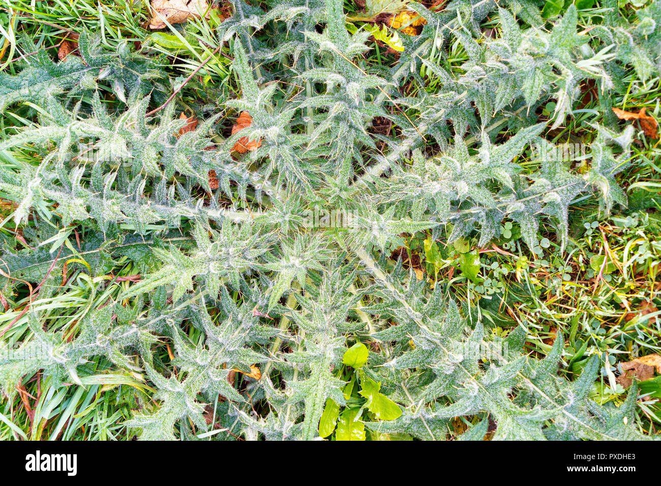 Grande plante chardon piquant Banque D'Images