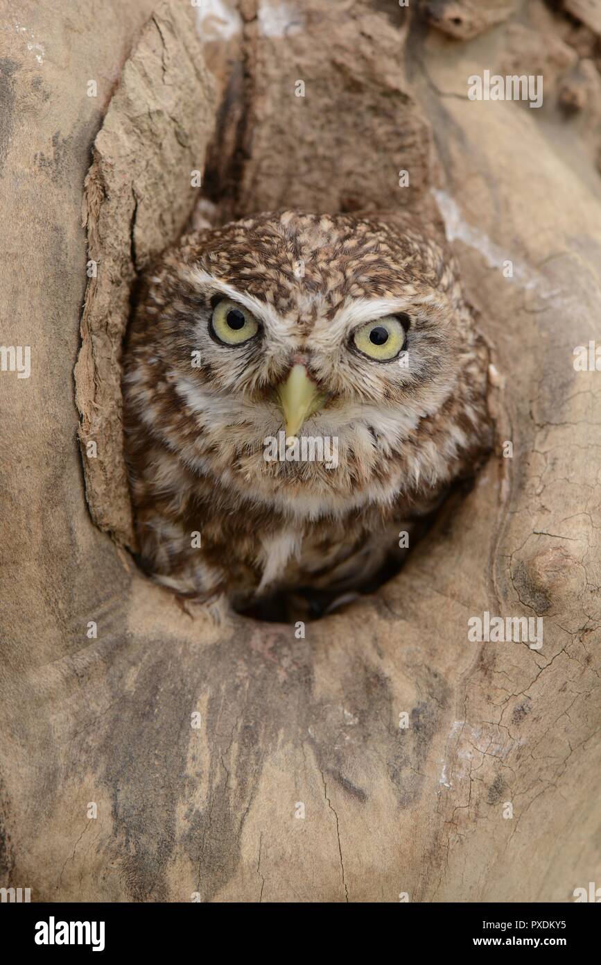 Owl dans l'arbre Banque D'Images