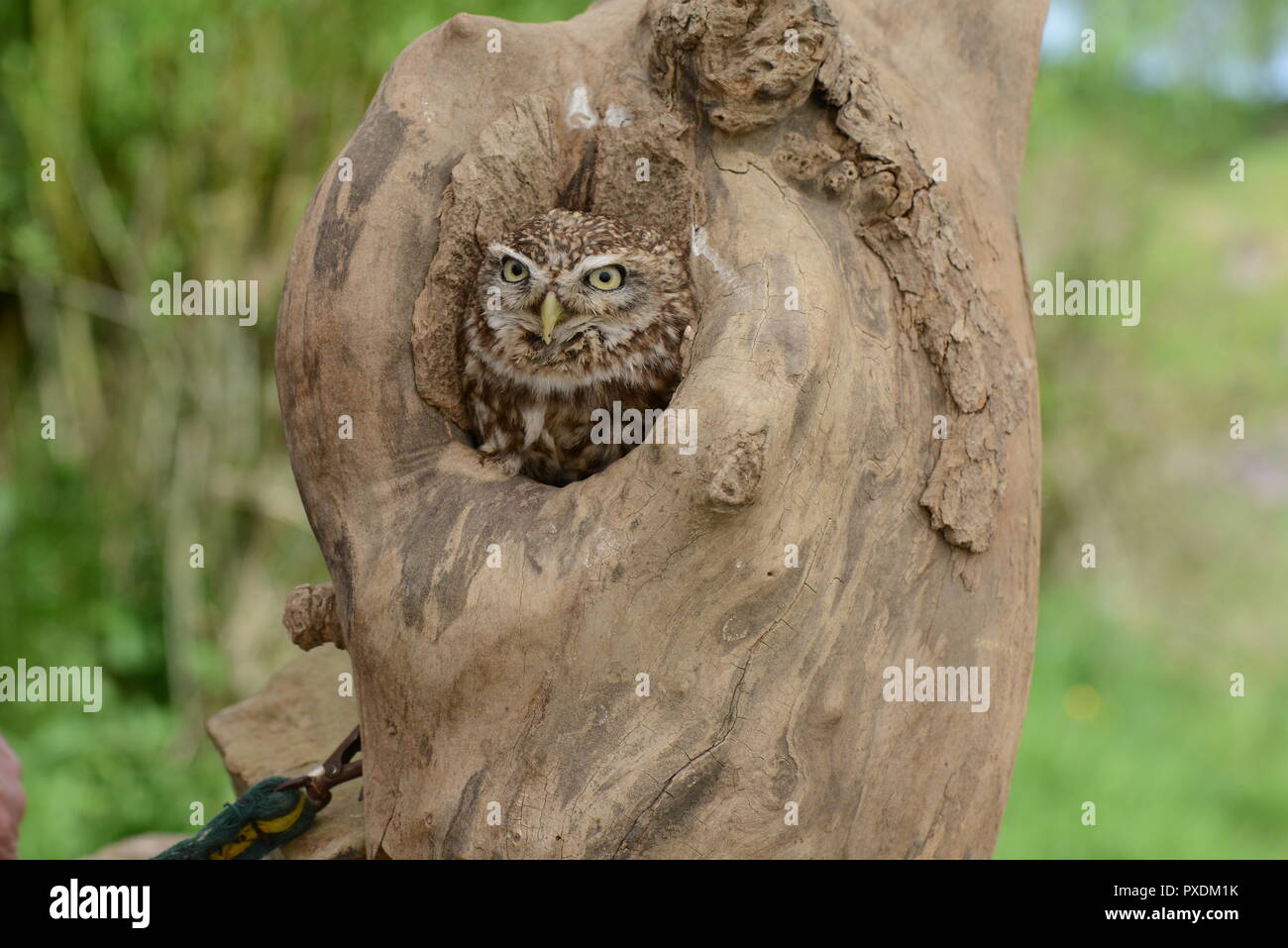 Owl dans l'arbre Banque D'Images
