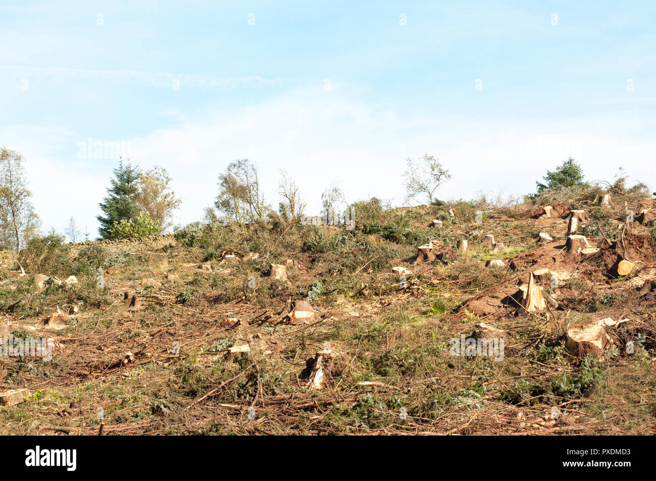 Abattage des sapins pin etc en raison de devenir plus dangereux par grand vent plusieurs hivers. A Beacon Country Park Preston Lancashire England UK. Banque D'Images