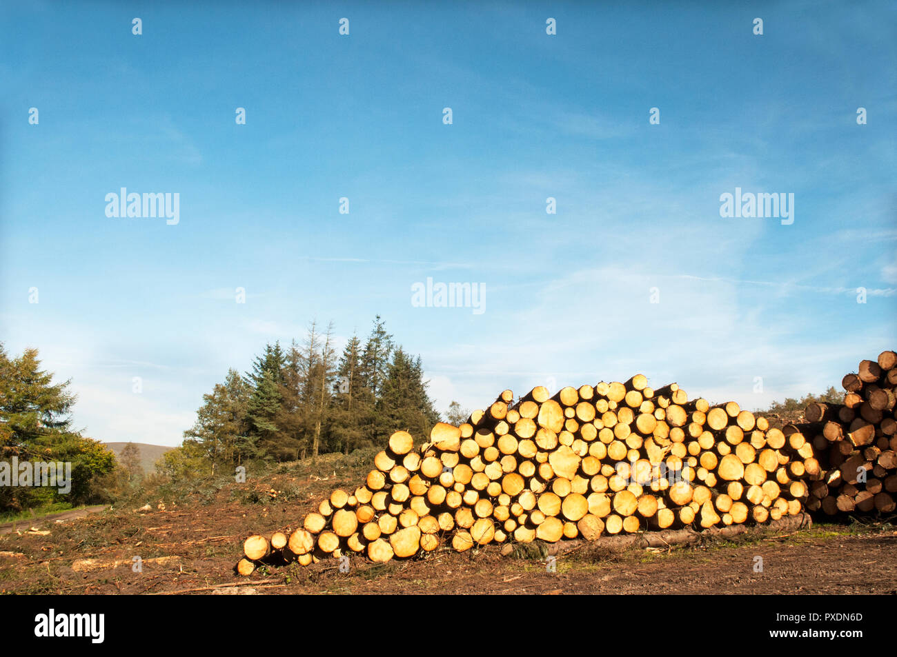 Les piles de troncs d'arbres coupés après avoir été abattu en raison de étant dangereuses après beaucoup de grands vents. Seront recyclés dans d'autres projets dans le parc. Banque D'Images