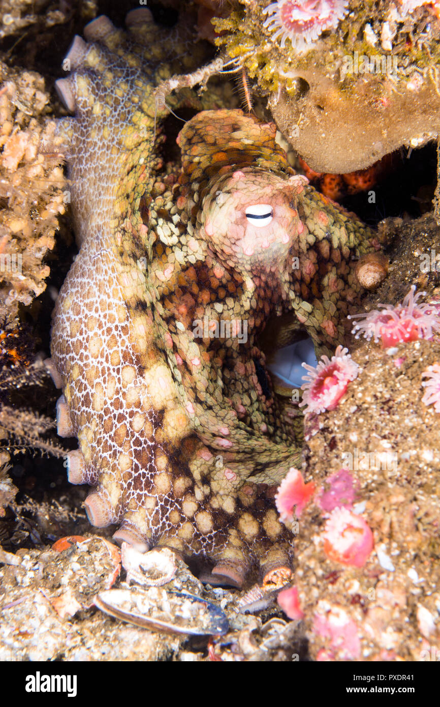 Un mignon petit poulpe repose immobile dans le suceur plat comme il change de couleur pour se fondre dans l'arrière-plan Banque D'Images