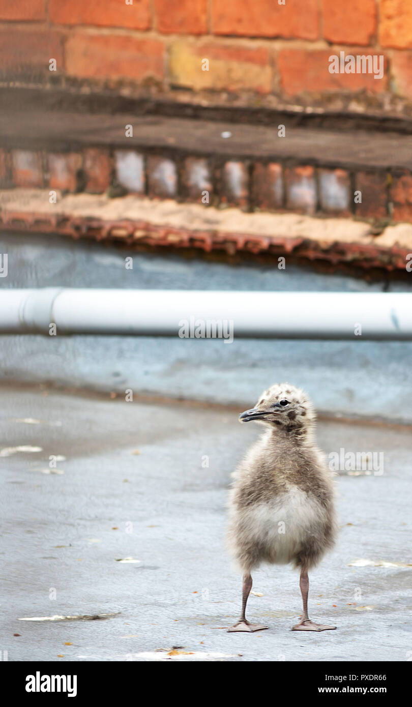 Bebe Mouette Sur Le Toit Photo Stock Alamy