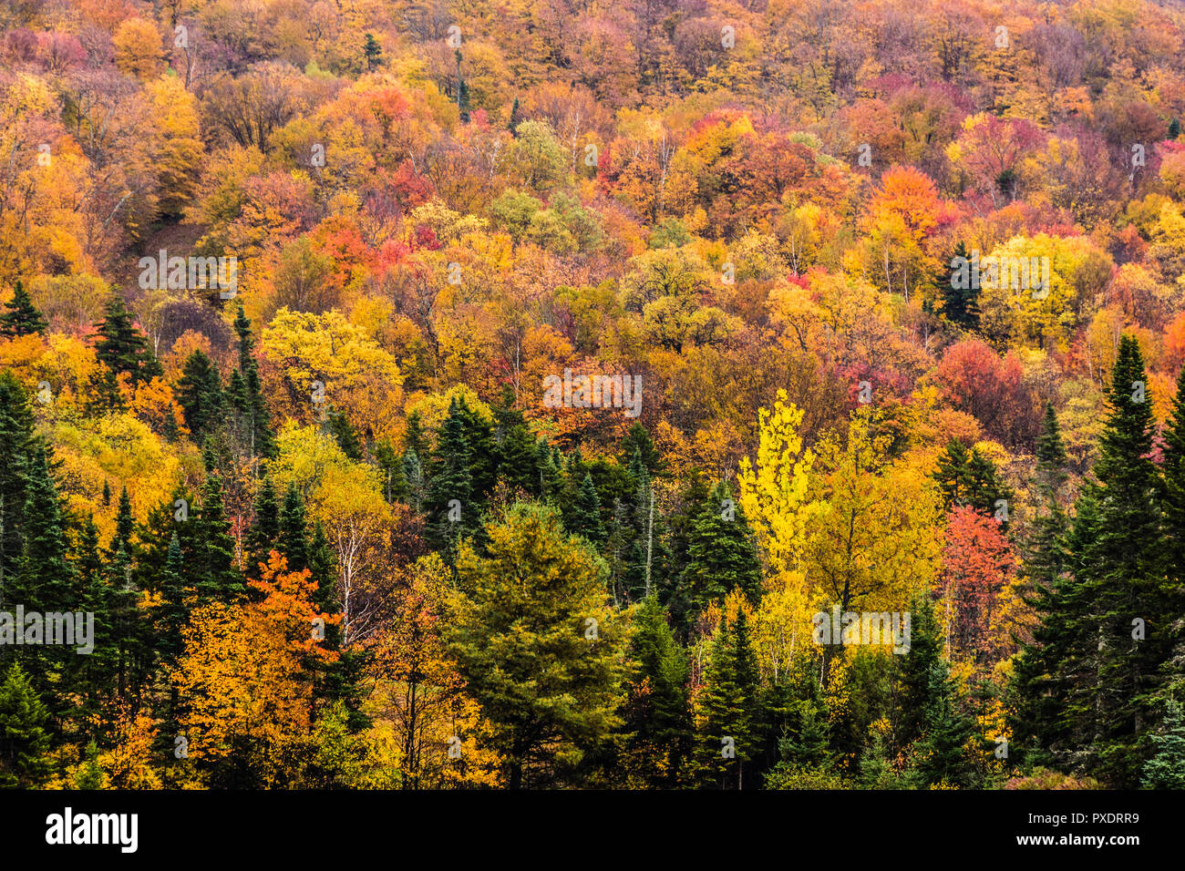 Les feuilles d'automne   Green Mountain National Forest, North Carolina, USA Banque D'Images