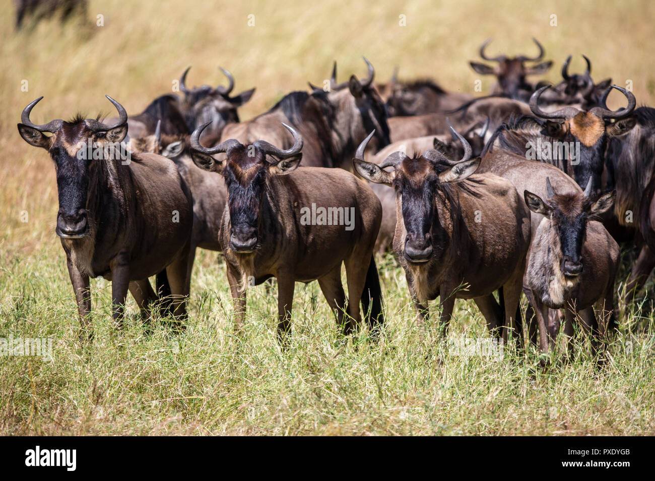 Grande Migration des gnous dans le Parc National de Serengeti, Tanzanie Banque D'Images