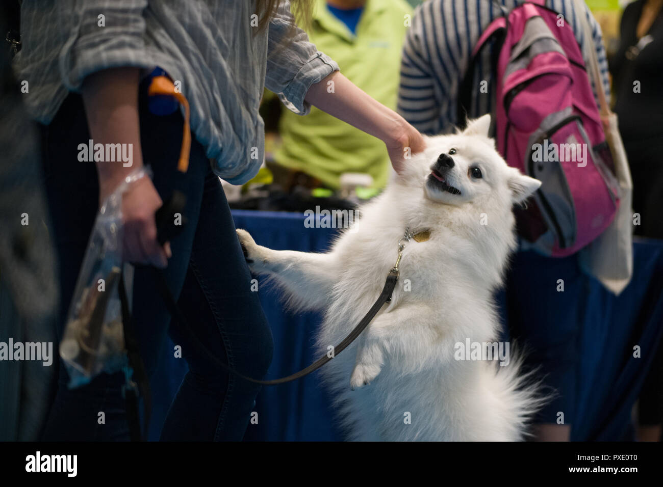 Londres, Royaume-Uni. 21 octobre, 2018. Découvrez les chiens 2018, le plus grand événement de chiens de Londres a eu lieu cette année au centre Excel. Avec plus de 200 races à l'honneur, et plus de 3 000 chiens présents le spectacle a été l'hôte de compétitions, Scrufts, étals de reproduction, et les organismes de bienfaisance. © Simon King/ Alamy Live News Banque D'Images